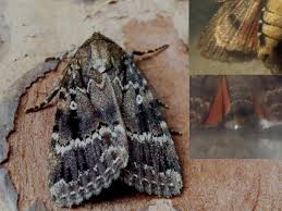 Attēlu rezultāti vaicājumam “Amphipyra pyramidea”