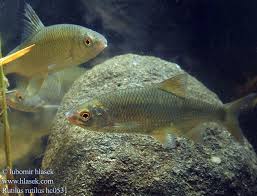 Image result for Rutilus heckelii