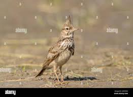 Attēlu rezultāti vaicājumam “Galerida cristata adult”