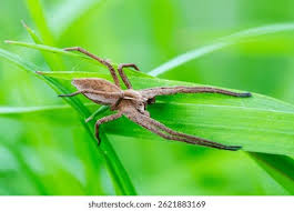 Attēlu rezultāti vaicājumam “Pisaura mirabilis”