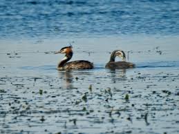 Attēlu rezultāti vaicājumam “Podiceps cristatus adult”