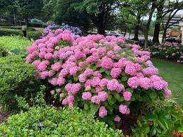 Image result for Humphrey Park