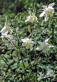 Image result for Aquilegia caerulea