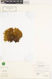 Attēlu rezultāti vaicājumam “Scorpidium cossonii”