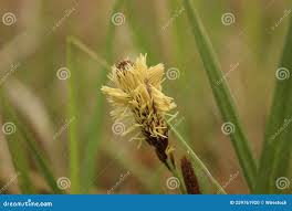Attēlu rezultāti vaicājumam “Carex pilosa flower”