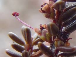 Attēlu rezultāti vaicājumam “Empetraceae”