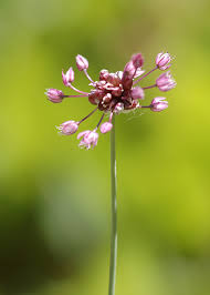 Attēlu rezultāti vaicājumam “Allium scorodoprasum leaf”