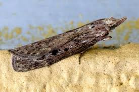 Attēlu rezultāti vaicājumam “Aphomia sociella female”