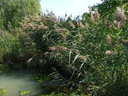 Attēlu rezultāti vaicājumam “Phragmites communis flower”