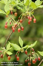 Attēlu rezultāti vaicājumam “Menziesia ferruginea”