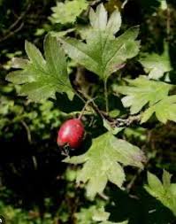 Attēlu rezultāti vaicājumam “Crataegus x macrocarpa leaf”