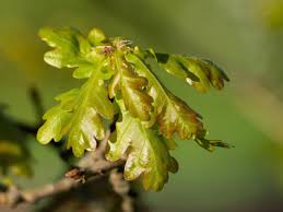 Attēlu rezultāti vaicājumam “Quercus robur female flower”