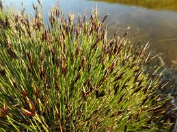 Attēlu rezultāti vaicājumam “Schoenus ferrugineus”