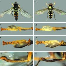 Attēlu rezultāti vaicājumam “Xanthogramma sp. male”