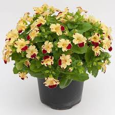 Image result for Mimulus x hybrida