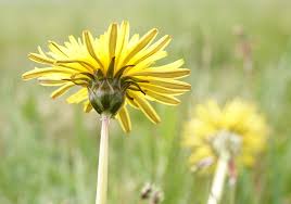 Attēlu rezultāti vaicājumam “Taraxacum suecicum”