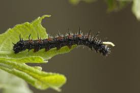 Attēlu rezultāti vaicājumam “Nymphalis antiopa underside”