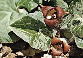 Attēlu rezultāti vaicājumam “Aristolochiaceae”