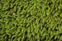 Attēlu rezultāti vaicājumam “Leucodon sciuroides”