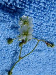 Attēlu rezultāti vaicājumam “Spergula arvensis”