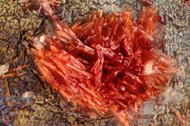 Attēlu rezultāti vaicājumam “Metatrichia vesparia stalked”