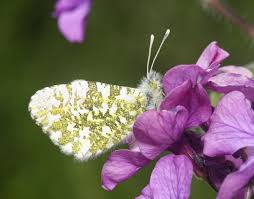 Attēlu rezultāti vaicājumam “Anthocharis cardamines underside”