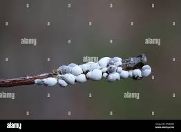 Attēlu rezultāti vaicājumam “Diderma radiatum spores”