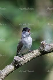 Attēlu rezultāti vaicājumam “Sylvia atricapilla”