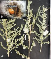 Attēlu rezultāti vaicājumam “Rabdophaga heterobia”