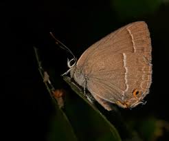 Attēlu rezultāti vaicājumam “Favonius quercus”