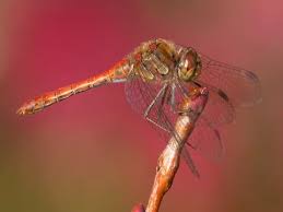 Attēlu rezultāti vaicājumam “Sympetrum vulgatum”