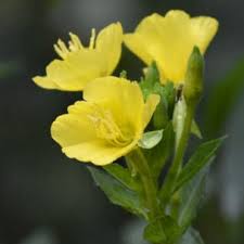 Image result for Oenothera biennis