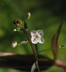 Attēlu rezultāti vaicājumam “Veronica scutellata”