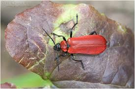 Attēlu rezultāti vaicājumam “Schizotus pectinicornis”
