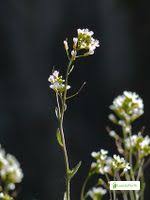 Attēlu rezultāti vaicājumam “Cardaminopsis arenosa fruit”