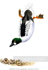 Attēlu rezultāti vaicājumam “Bucephala clangula male”