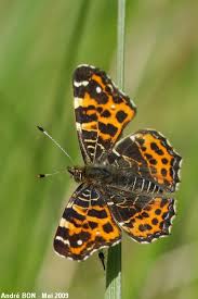 Attēlu rezultāti vaicājumam “Araschnia levana underside”