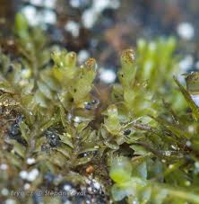 Attēlu rezultāti vaicājumam “Leiocolea heterocolpos”