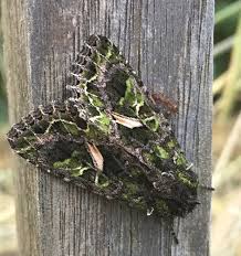 Attēlu rezultāti vaicājumam “Trachea atriplicis”