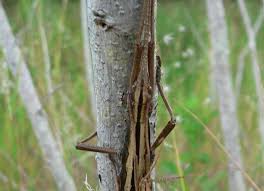 Attēlu rezultāti vaicājumam “Diachea muscorum stalked”
