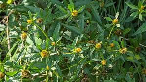 Attēlu rezultāti vaicājumam “Bidens tripartita flower”