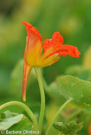 Attēlu rezultāti vaicājumam “Tropaeolum majus bud”
