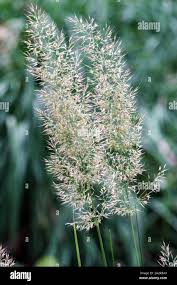 Attēlu rezultāti vaicājumam “Calamagrostis arundinacea leaf”