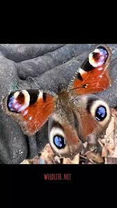 Attēlu rezultāti vaicājumam “Inachis io upperside”