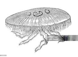 Attēlu rezultāti vaicājumam “Aurelia aurita”