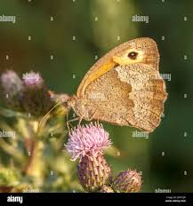 Attēlu rezultāti vaicājumam “Maniola jurtina”