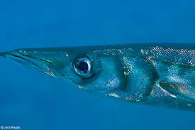 Image result for Sphyraena viridensis