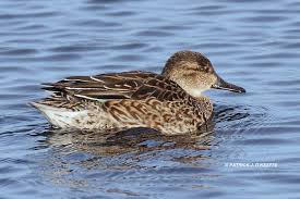 Attēlu rezultāti vaicājumam “Anas crecca”