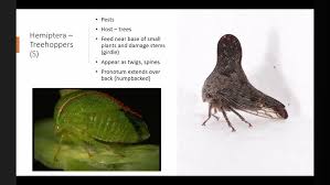 Attēlu rezultāti vaicājumam “Sternorrhyncha”