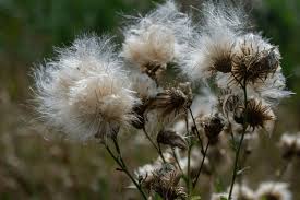 Attēlu rezultāti vaicājumam “Centaurea scabiosa flower”